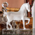 Lipizzan